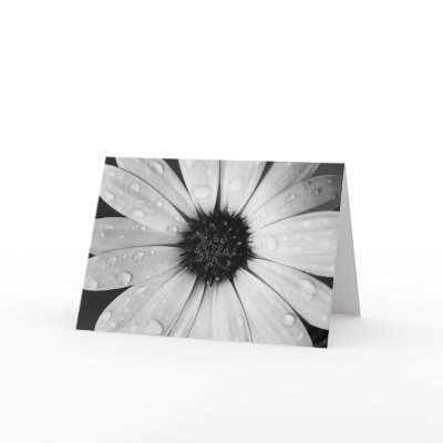 African Daisy in Black and White by inspiredbygenius