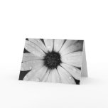 African Daisy in Black and White cards