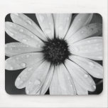 African Daisy in Black and White