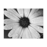 African Daisy in Black and White