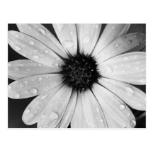 African Daisy in Black and White Postcards