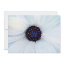 African daisy