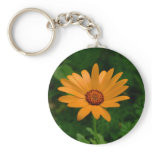 African Daisy