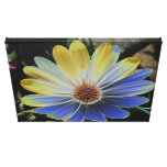 African Daisy Lapis and Gold Canvas Print