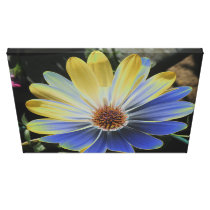 African Daisy Lapis and Gold Canvas Print
