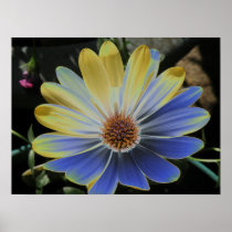 African Daisy Lapis and Gold Print