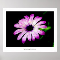 African Daisy (luminescent) Poster