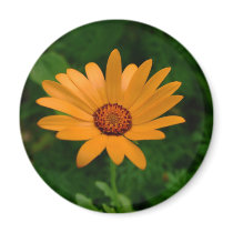 African Daisy