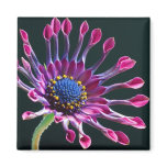 African Daisy Magnet