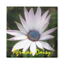 African Daisy Refrigerator Magnet