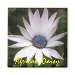 African Daisy magnets