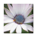 African Daisy Magnet