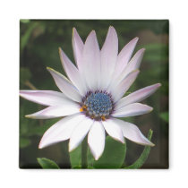 African Daisy Magnet