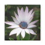African Daisy Magnet