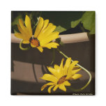 African Daisy -Magnet
