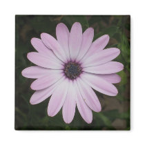 African Daisy Magnet
