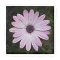 African Daisy Magnet