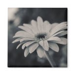 African Daisy - Magnet