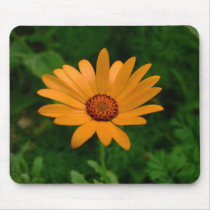 African Daisy