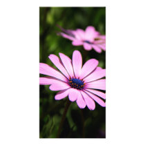African Daisy