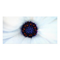 African daisy