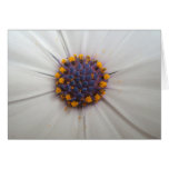 African Daisy Photography Greeting Card