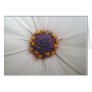 African Daisy Photography Greeting Card