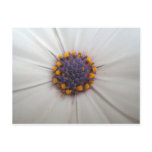 African Daisy Photography Post Cards