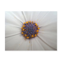 African Daisy Photography Post Cards