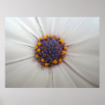 African Daisy Photography Print