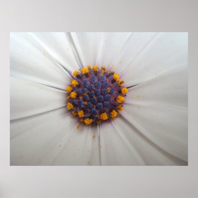African Daisy Photography Print by time2see