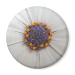 African Daisy Photography Round Fridge Magnets