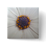 African Daisy Photography Square Pinback Buttons