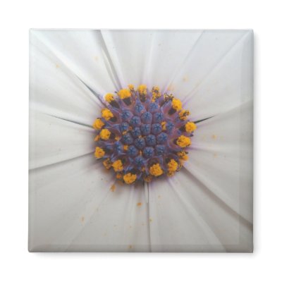 African Daisy Photography Square Magnets by time2see