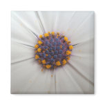 African Daisy Photography Square magnets