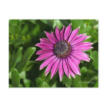 African Daisy Postcard