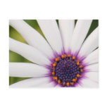 African Daisy