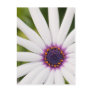 African Daisy