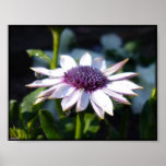 African Daisy posters