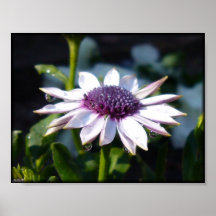 African Daisy Print