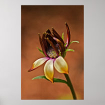 African Daisy Poster