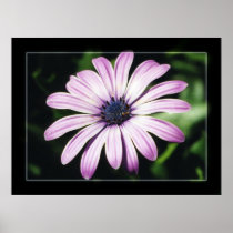 African Daisy Print