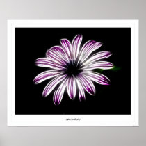 African Daisy Poster