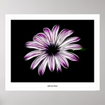 African Daisy Poster