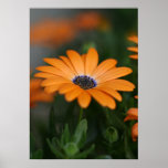 "African Daisy" posters