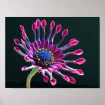 african daisy poster