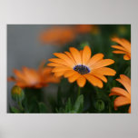 "African Daisy" posters