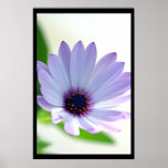African Daisy Print