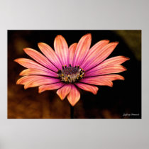 African Daisy, Posters