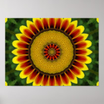 African Daisy